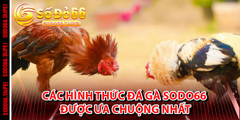 Các Hình Thức Đá Gà Sodo66 Được Ưa Chuộng Nhất