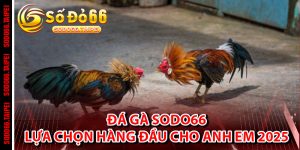 Đá Gà Sodo66 – Lựa Chọn Hàng Đầu Cho Anh Em 2025