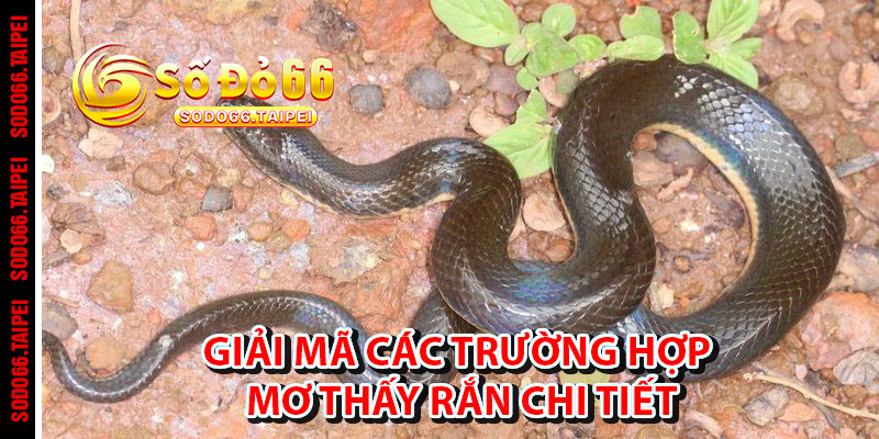 Giải Mã Các Trường Hợp Mơ Thấy Rắn Chi Tiết