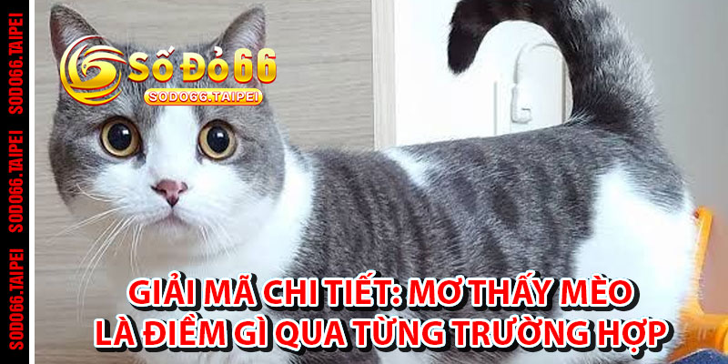 Giải Mã Chi Tiết: Mơ Thấy Mèo Là Điềm Gì Qua Từng Trường Hợp Cụ Thể
