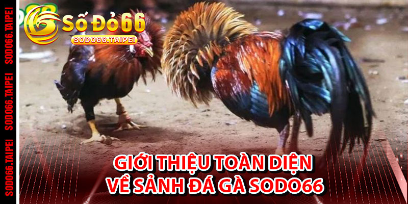 Giới Thiệu Toàn Diện Về Sảnh Đá Gà Sodo66