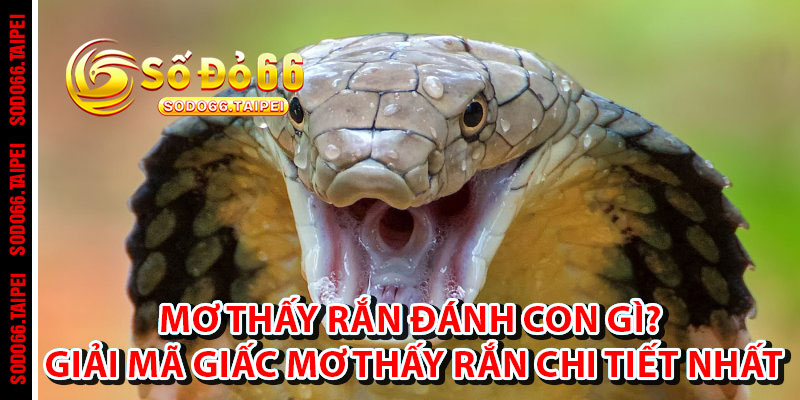 Mơ Thấy Rắn Đánh Con Gì? Giải Mã Giấc Mơ Thấy Rắn Chi Tiết Nhất