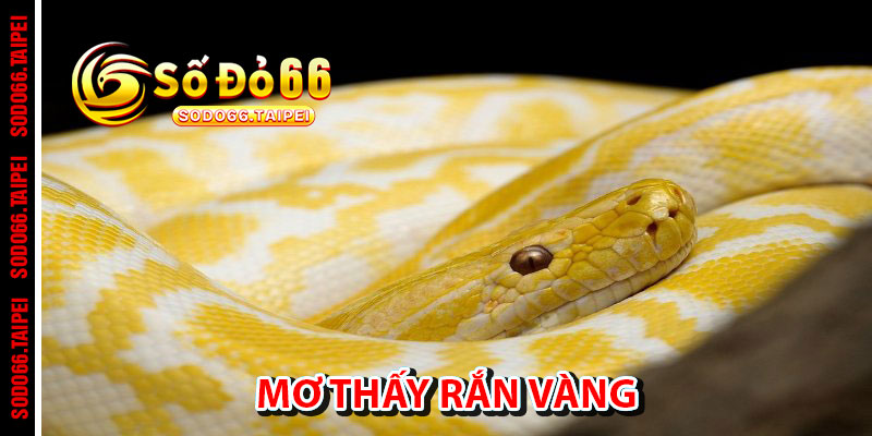 Mơ Thấy Rắn Vàng