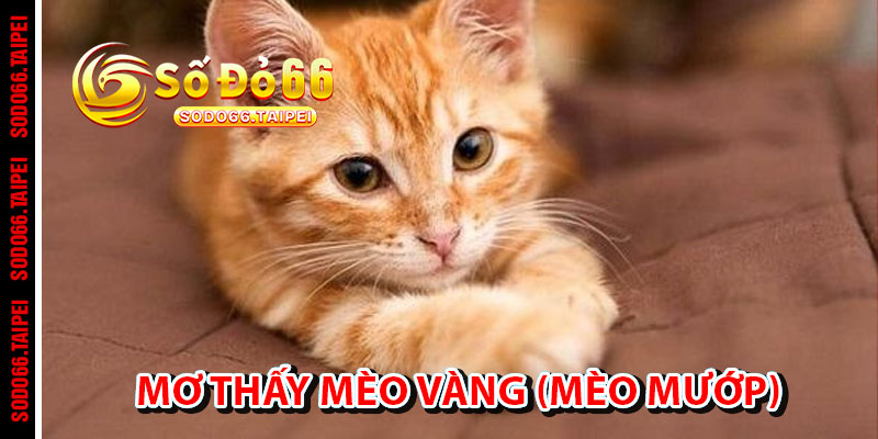 Mơ thấy mèo vàng (mèo mướp)
