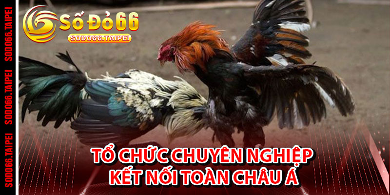 Tổ Chức Chuyên Nghiệp – Kết Nối Toàn Châu Á