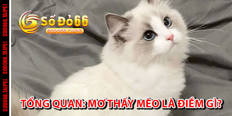 Tổng Quan: Mơ Thấy Mèo Là Điềm Gì?
