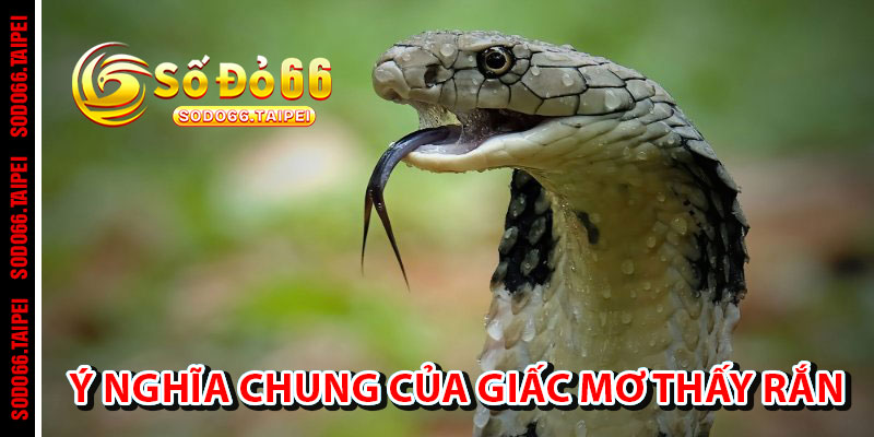 Ý Nghĩa Chung Của Giấc Mơ Thấy Rắn